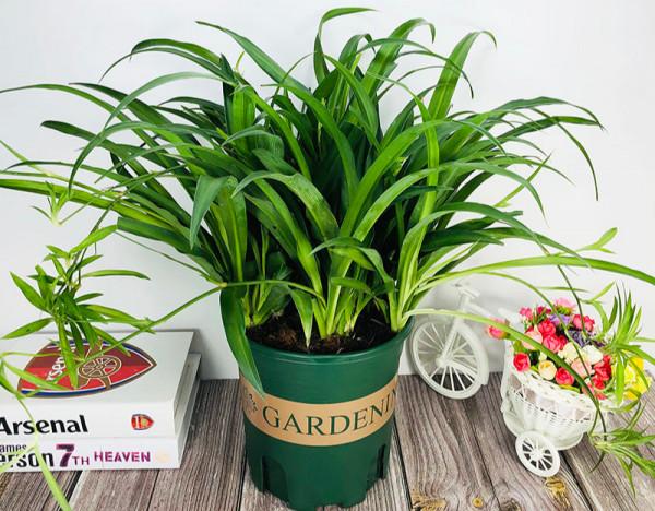 16種喜&OpenCurlyDoubleQuote;陰&rdquo;花，適合養在&OpenCurlyDoubleQuote;光照少&rdquo;的地方，光太強反而長不好