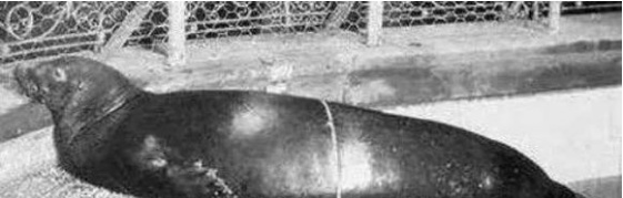 已經滅絕動物的最後影像與時間整理記錄片 已經滅絕動物的最後影像與時間整理記錄片