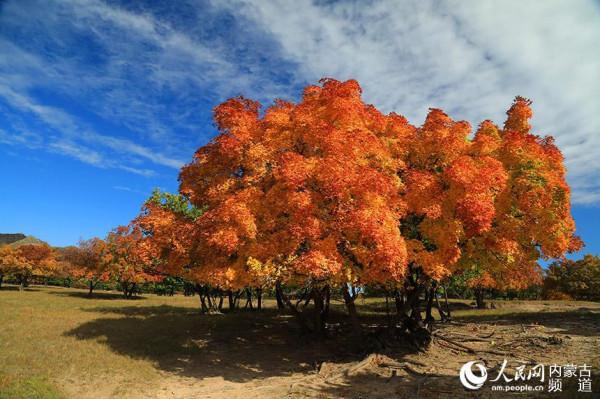 金秋扎魯特草原層林盡染“楓”景美