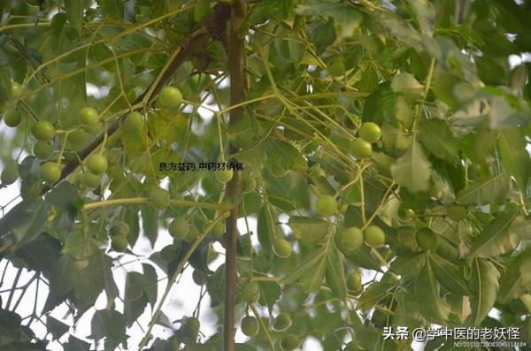 每天學習一味中藥——苦楝皮 每天學習一味中藥——苦楝皮