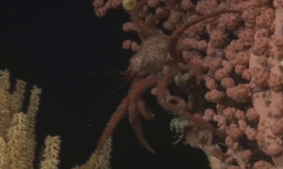 蒙特利灣水族館研究所2021年珍稀深海生物攝影盤點