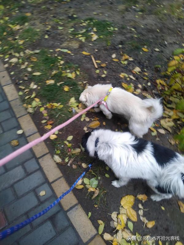 給狗狗換個胃口