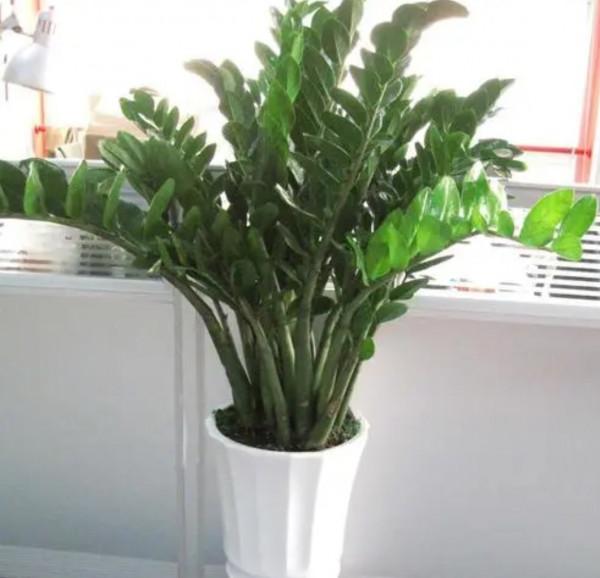 家裡養7種花，清新雅緻又養人，關鍵還好養