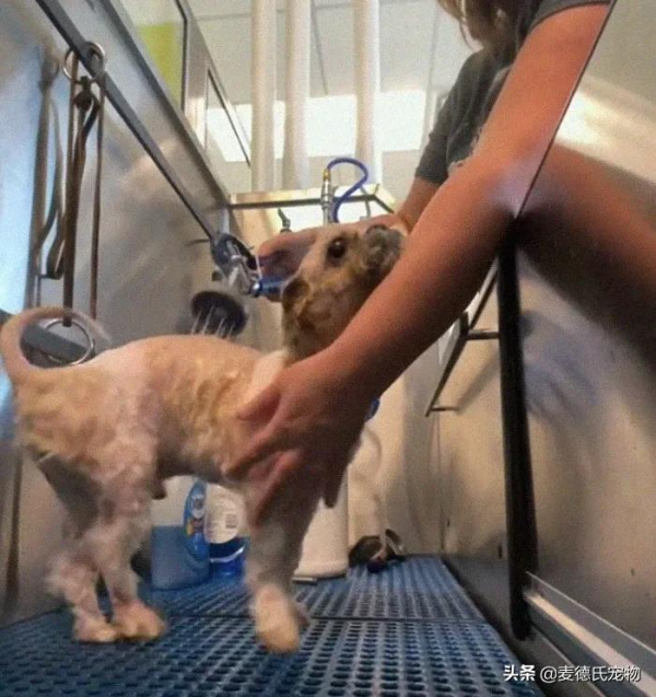 撿到一個小怪獸，脫掉6斤“外套”後，才發現它原本可以那麼美