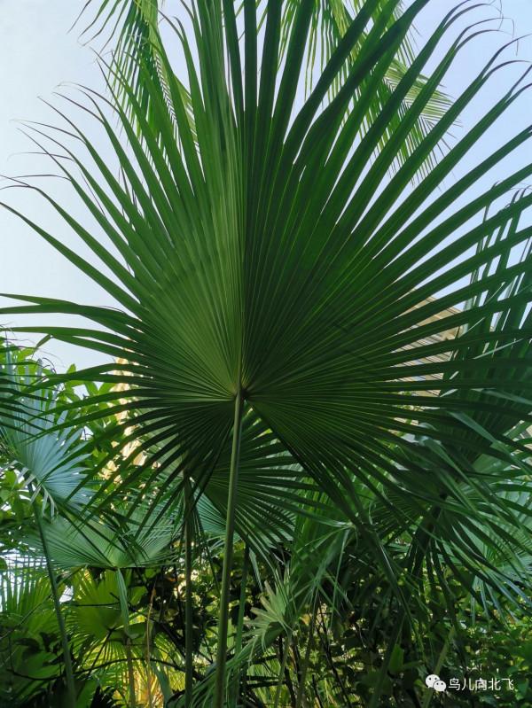 牆是人的邊界，與鳥何干