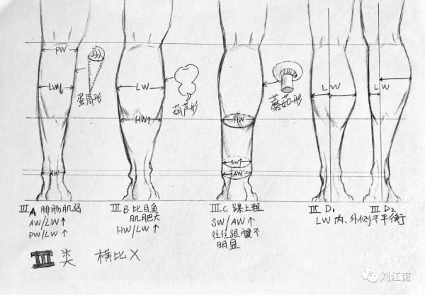 人類小腿形態研究 人類小腿形態研究