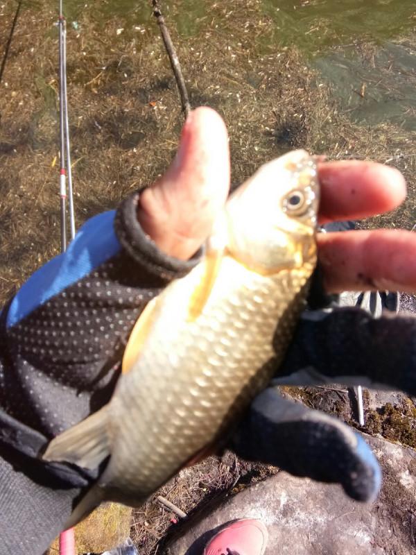 頻繁掛鉤斷線也未能阻止大板鯽爆護