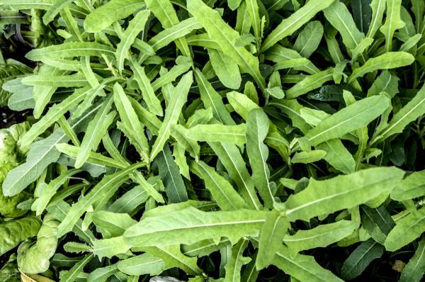 尋常疣?四味中藥,清熱解毒,涼血去疣 尋常疣?四味中藥,清熱解毒,涼血去疣