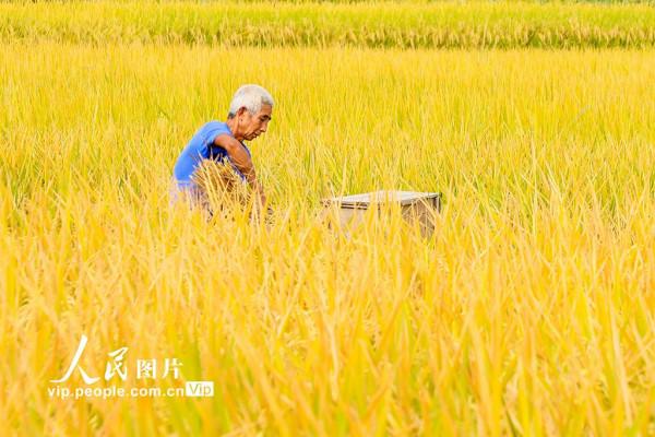 湖南新田：稻穀黃 秋收忙
