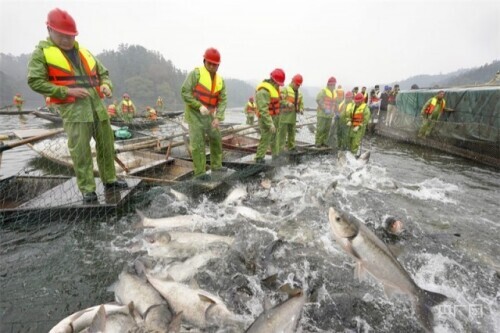 鏡見新餘：新年巨網首捕 起魚超10萬斤