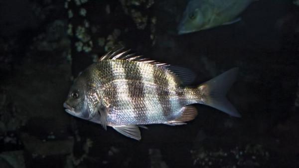 救命!這種魚是把爺爺的假牙偷了嗎? 救命!這種魚是把爺爺的假牙偷了嗎?