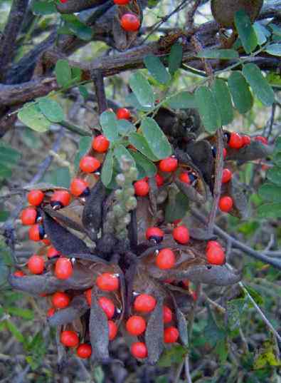 農村常見5種植物，卻全都含“劇毒”，有人常常吃，遇到要警惕