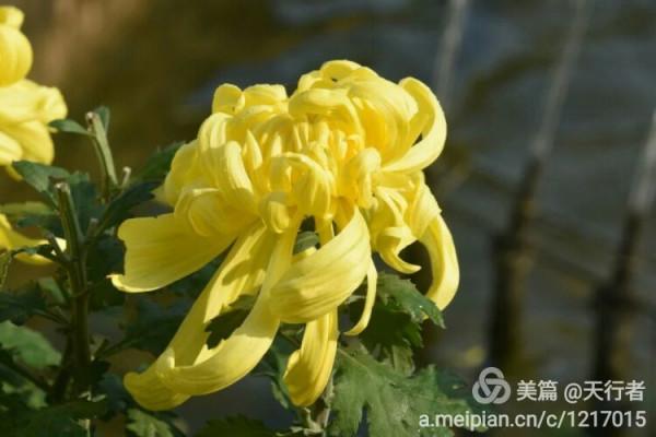 待得菊開時,誰曉其中味?——歷史上的詠菊詩 待得菊開時,誰曉其中味?——歷史上的詠菊詩