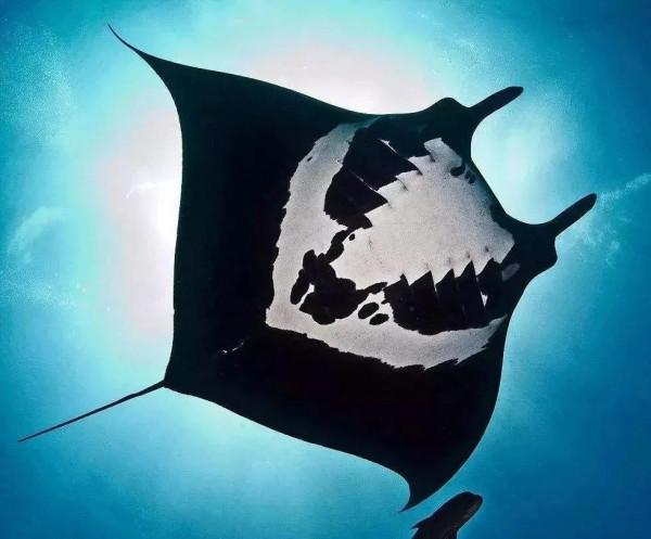 來自海底的魔鬼魚 來自海底的魔鬼魚