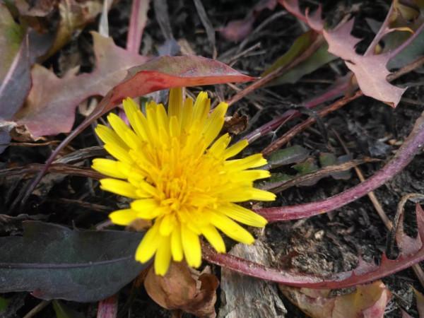 散文詩:蒲公英 散文詩:蒲公英