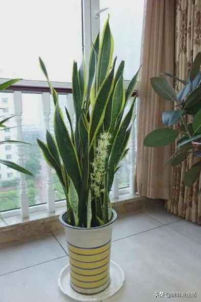 7種“鎮宅”花，家裡養一盆“霸氣十足”，關鍵是好養又吉利