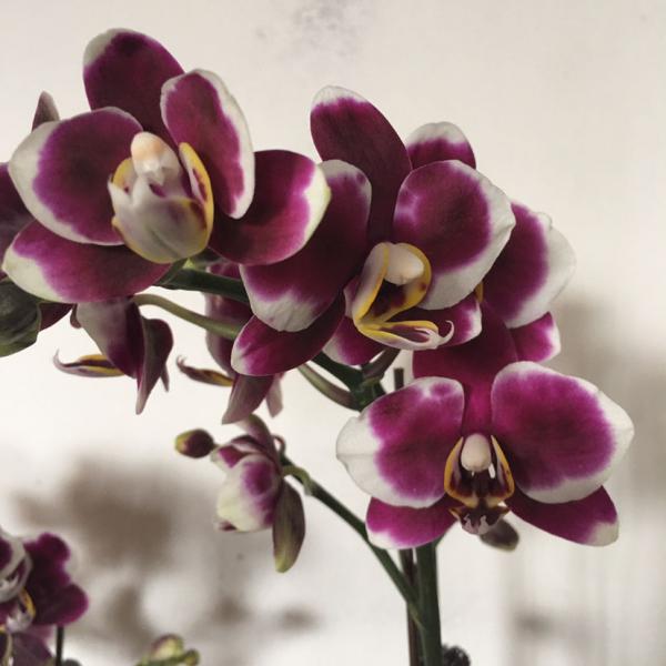 蝴蝶蘭秋季必摧花，用對肥水，開花 一茬接一茬