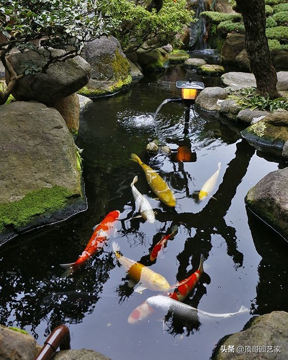 庭院魚池是規則式好還是自然式好