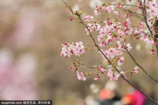 這幾個公園“上新”了，有菊花、蘭花、南瓜、石榴、山楂…