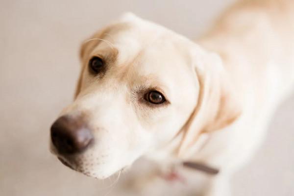 阿那亞新作,75m²獨梯獨戶寵物酒店,狗生圓滿不過如此 阿那亞新作,75m²獨梯獨戶寵物酒店,狗生圓滿不過如此