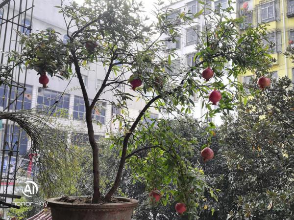 盆栽石榴也怡人