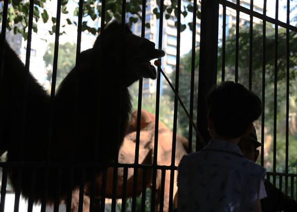 埃及：動物園裡的快樂時光
