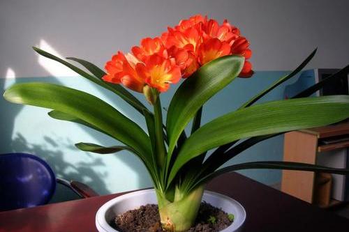 養好君子蘭，首先要改掉3個壞習慣，要不然長得慢、不開花