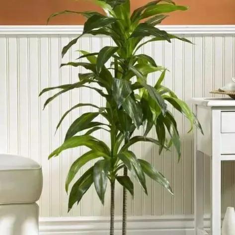 8種廢料你別扔,留著養花有妙用 8種廢料你別扔,留著養花有妙用