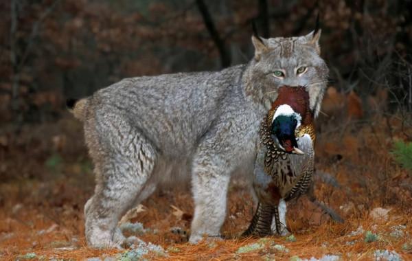 狼見了都要叫大哥的“猞猁”，在森林裡究竟有多恐怖？