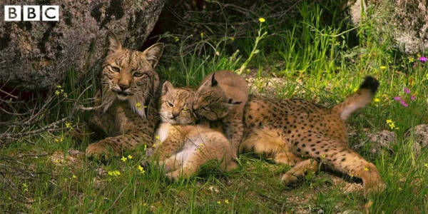 16部超讚自然紀錄片，讓孩子足不出戶看到地球的“真實面目”！