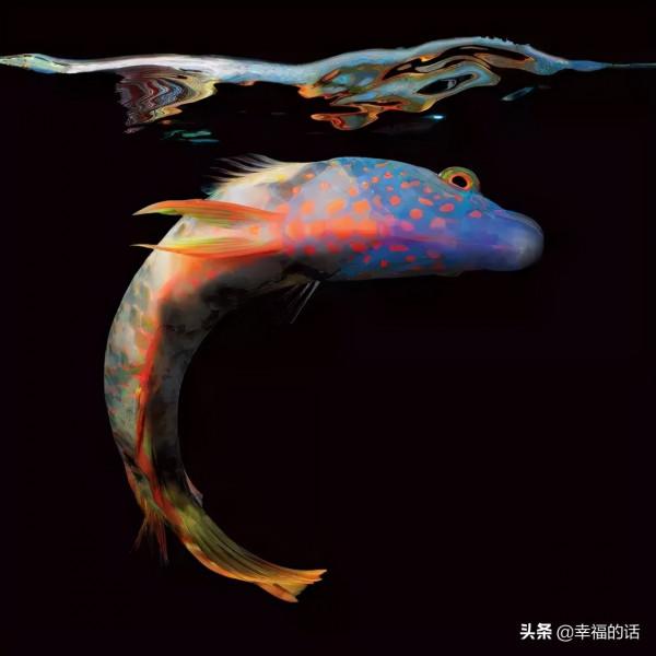 全世界最，最美的魚、最罕見的鳥，集齊了！大開眼界