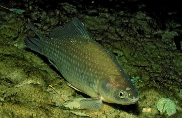 釣魚時大聲說話,真的能把進窩的魚驚散麼 釣魚時大聲說話,真的能把進窩的魚驚散麼