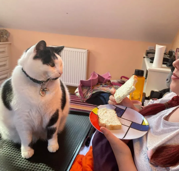 從營養不良的病貓,到長成“肥牛”,中間只差一位愛它的鏟屎官 從營養不良的病貓,到長成“肥牛”,中間只差一位愛它的鏟屎官