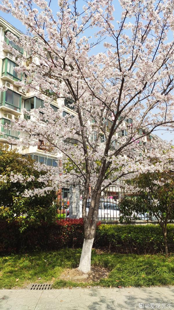 農村人的院子超上檔次，種花不在多，關鍵是選好品種