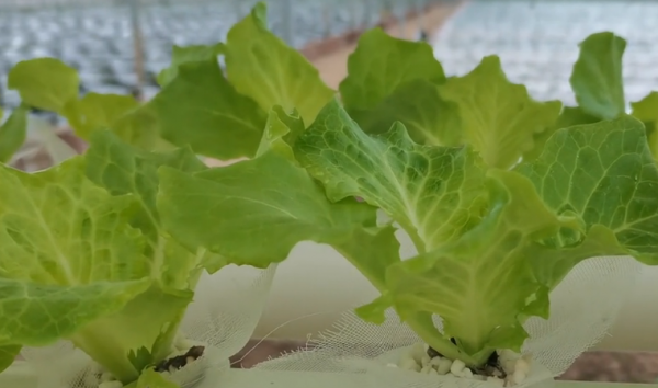 陽臺種植蔬菜，農戶掌握4點，長勢快，方法很簡單