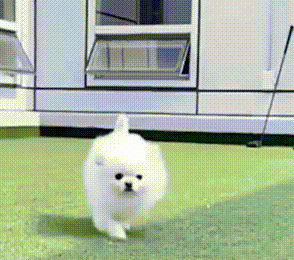 博美犬被遺棄在深山裡,四肢癱瘓無法動彈:也曾是誰家的小可愛 博美犬被遺棄在深山裡,四肢癱瘓無法動彈:也曾是誰家的小可愛