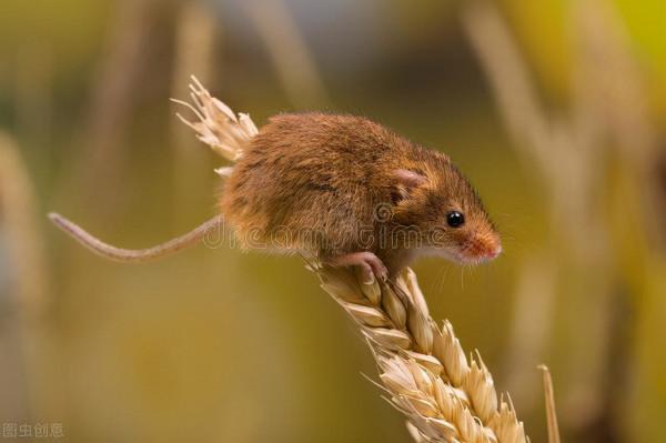 生物的壽命排名——最短暫與永生的生命