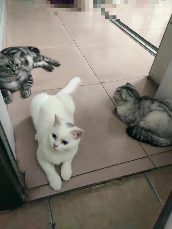 養貓感動的瞬間 養貓感動的瞬間