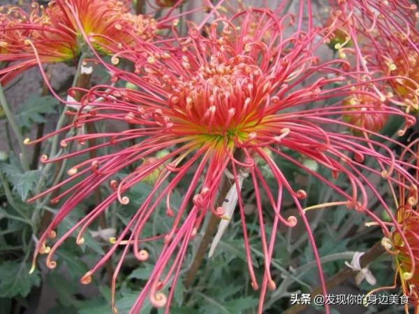 傲霜菊花奪人眼