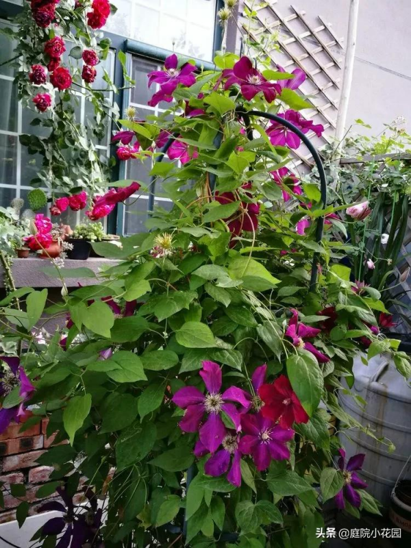 這樣的小院就是我夢想中的花園