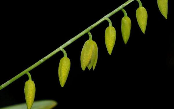 它那一片片橢圓形葉子一朵朵美麗的花兒都在金色的陽光中點頭含笑