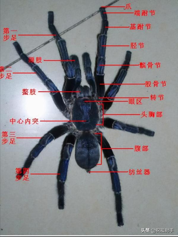 毒蜘蛛-五毒之——蜘蛛毒液,你應該瞭解的毒性知識(一)習性篇 毒蜘蛛-五毒之——蜘蛛毒液,你應該瞭解的毒性知識(一)習性篇
