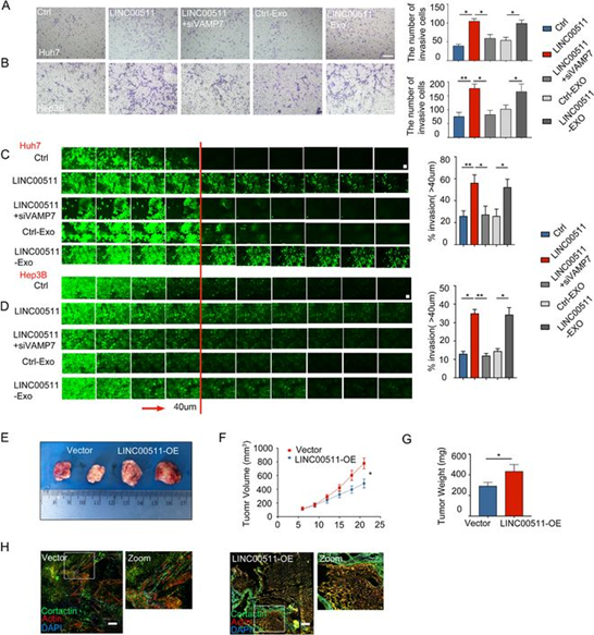 中國醫科大學附屬第四醫院發表的高分sci因圖片疑似重疊被質疑