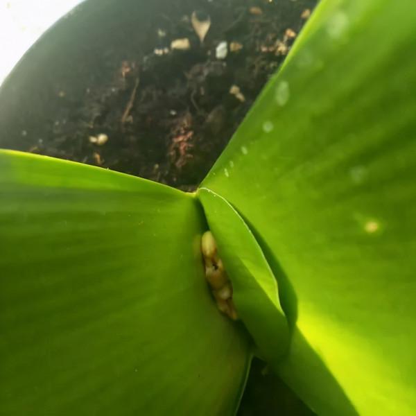 元旦前，“七種花”趕緊搬到陽臺上凍一凍，生長茂盛，花苞呼呼冒