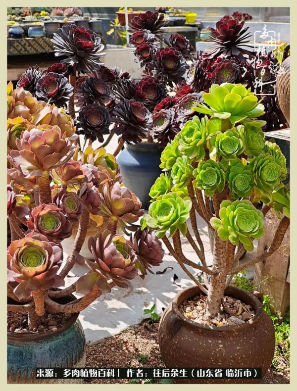 北方有多肉,絕世而獨立!一顧傾人城,再顧傾人國 北方有多肉,絕世而獨立!一顧傾人城,再顧傾人國