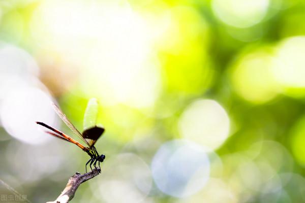 昆蟲的美麗世界 昆蟲的美麗世界
