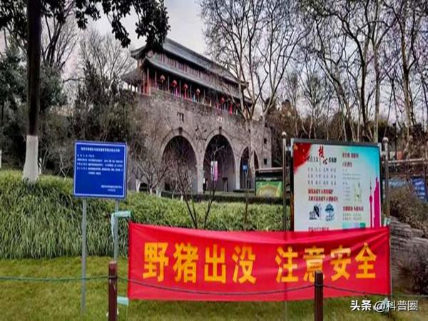 中國野豬超百萬頭,區域性氾濫仍要保護,這麼多野豬該怎麼處理? 中國野豬超百萬頭,區域性氾濫仍要保護,這麼多野豬該怎麼處理?