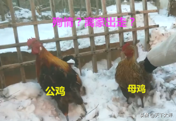 沒有房子的愛情！兩隻雞路邊“談戀愛”被凍僵，網友帶回家燉蘑菇