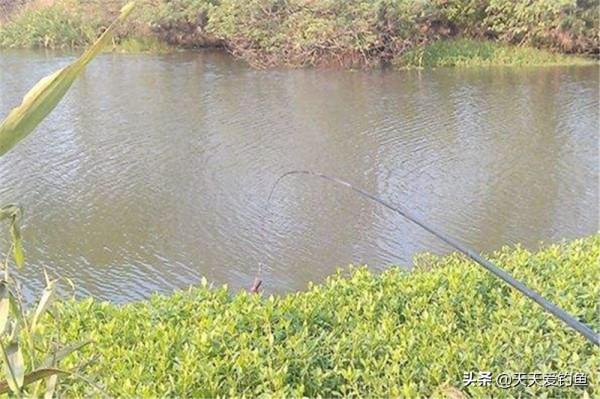 早春釣鯽魚，記住這4個聚魚技巧，不但發窩快速，而且持久不散