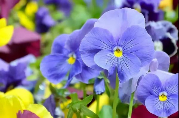 四季花海冬日賞花攻略出爐,茶梅、角堇、雛菊,邂逅浪漫美好 四季花海冬日賞花攻略出爐,茶梅、角堇、雛菊,邂逅浪漫美好